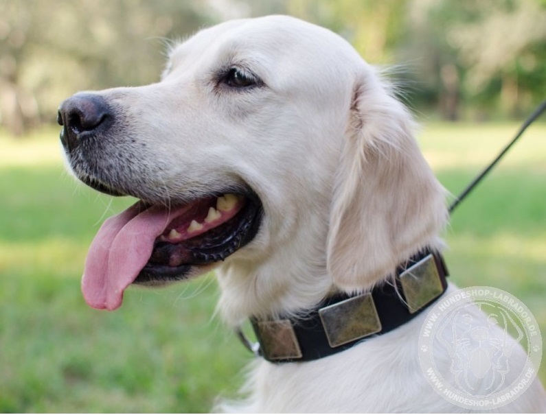Hundehalsband originell fuer Labrador