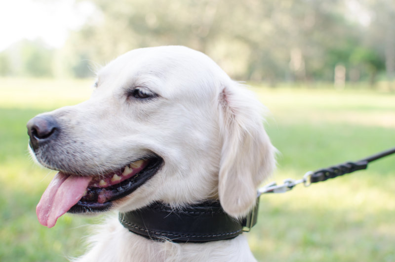 Hundehalsband mit Filz fuer Labrador