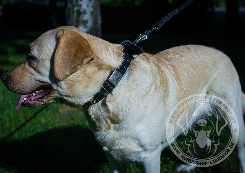 Hundehalsband mit Spikes und Platten