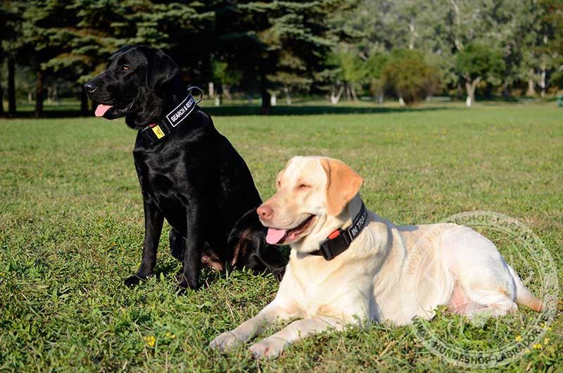 Hundehalsband fuer jedes Wetter