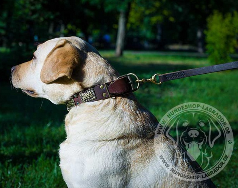 Hundehalsband einizigartig fuer Labrador