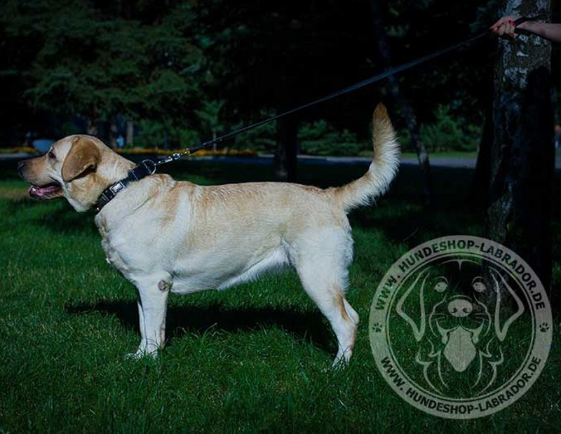 Hundehalsband ideal bearbeitet fuer Labrador