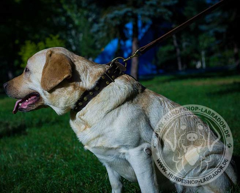 Hundehalsband mit Schmcuk fuer Labrador