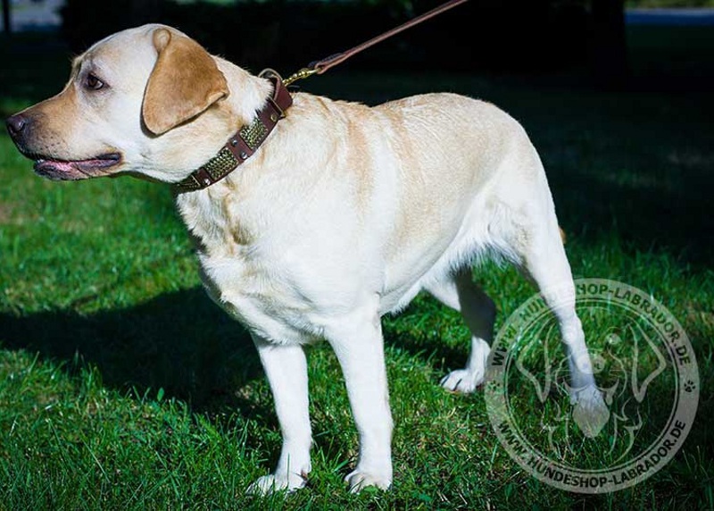 Hundehalsband sicher bequem fuer Labrador