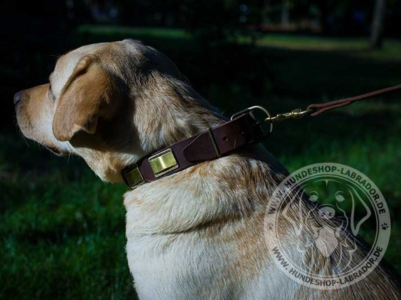 Hundehalsband stilvoll fuer Labrador