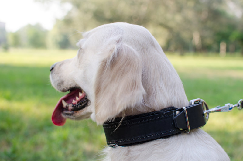 Hundehalsband komfortabel fuer Labrador