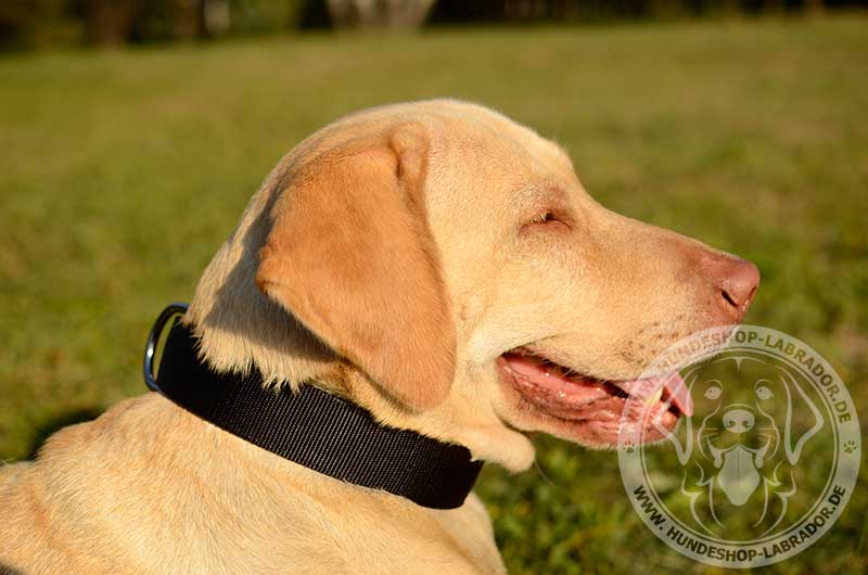 Hundehalsband perfekt fuer Labrador