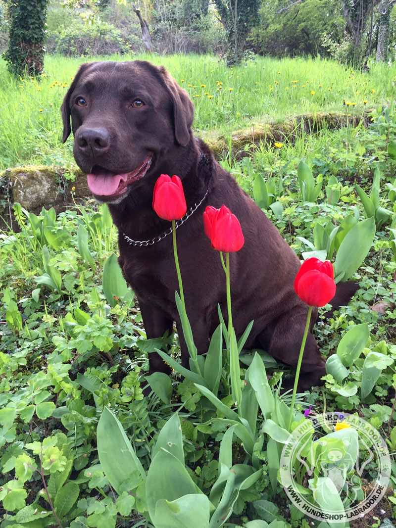 Halskette am Labrador