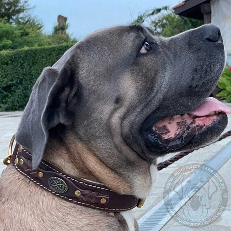 Hundehalsband aus Leder am Cane Corso