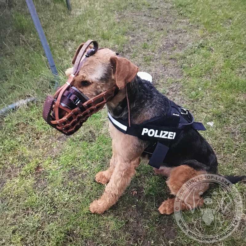 Hundemaulorb aus Leder am Hund