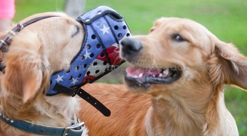 Maulkorb fuer Labrador