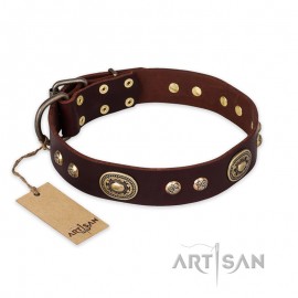 Dark-Brown Leather Dog Collar with oval Plates "Chocolate Kiss"