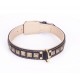 Brass Spiked Leather Labrador Collar with Skulls