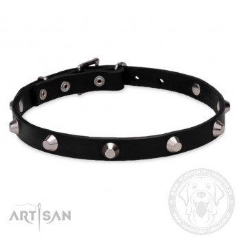 Elegant Labrador Retriever Collar with Crome-Plated Pyramids