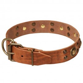 Amazing Decorative Leather Dog Collar for Labrador