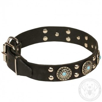 Studded Leather Dog Collar with Silver-Like Adornment