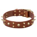 Brass Spiked Wide Leather Labrador Collar with Skulls