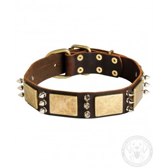 Leather Dog Collar with Spikes and Brass Plates