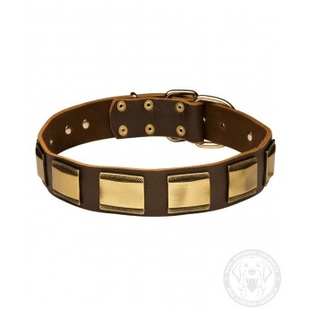 Leather Dog Collar with Brass Plates