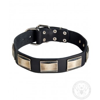 Wide Leather Dog Collar with Nickel Plates