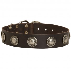 Leather Dog Collar with Nickel Conchos