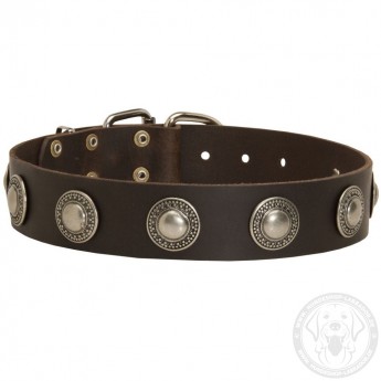 Leather Dog Collar with Nickel Conchos