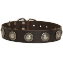 Labrador Collar Leather with Decorative Nickel Circles