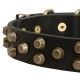 Fashionably Studded Leather Labrador Collar