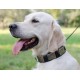 Exklusives Halsband aus Leder für Labrador mit Messing Platten