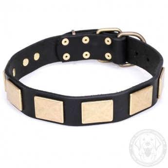 Plates Decorated Leather Dog Collar