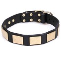 Wide Leather Labrador Collar with Brass Plates