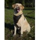 Hundegeschirr Leder K9 für Labrador-Training und Auslauf