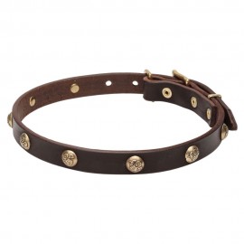 Leather Dog Collar with 1 Row Brass Studs