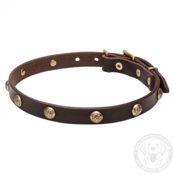 Leather Dog Collar with 1 Row Brass Studs