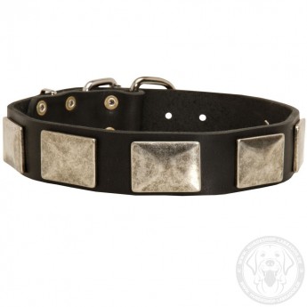 Leather Dog Collar with Vintage Nickel Plates