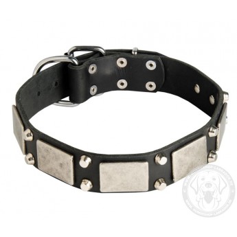 Leather Dog Collar with Nickel Decor