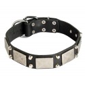 Labrador Collar Leather with Nickel Cones and Plates