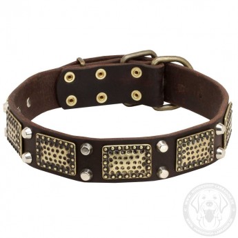 Dog Leather Collar with Vintage Brass Plates and Nickel Studs