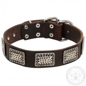 Leather Dog Collar with Massive Nickel Plates