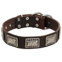 Labrador Collar Leather with Carve Nickel Plates