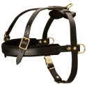 Leather Dog Harness for Labrador Sports, Training and Walking