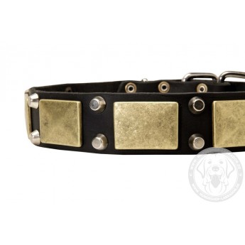 Leather Dog Collar with Brass Plates and Nickel Cones