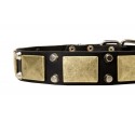 Labrador Collar Leather, Nickel Cones and Brass Plates