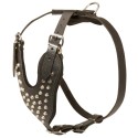 Stylish Leather Labrador Harness with Studded Chest Plate