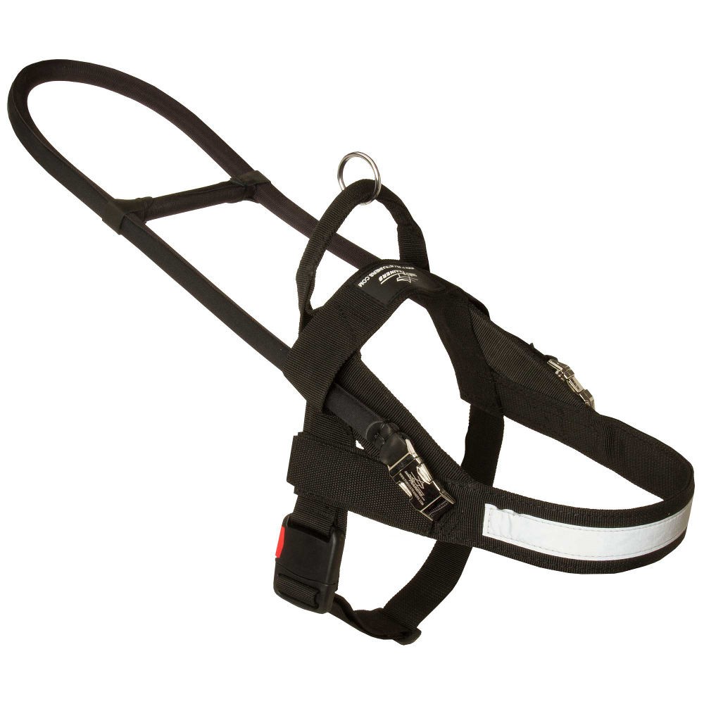 guide dog lead
