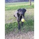 Greller Hundeball mit Schnur für Labrador für Sport und Dressur