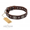 Decorated Leather Dog Collar  in brown " Extra Pizzazz" FDT Artisan for Labrador