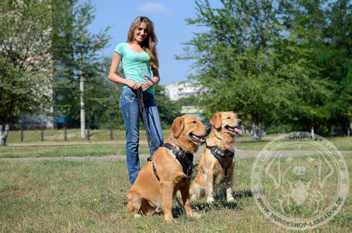 Labrador Und Retriever Unterschiede