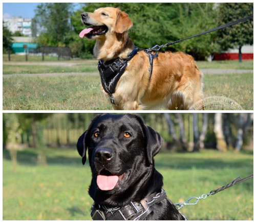 Labrador Und Retriever Unterschiede