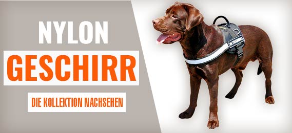 Labrador GESCHIRR